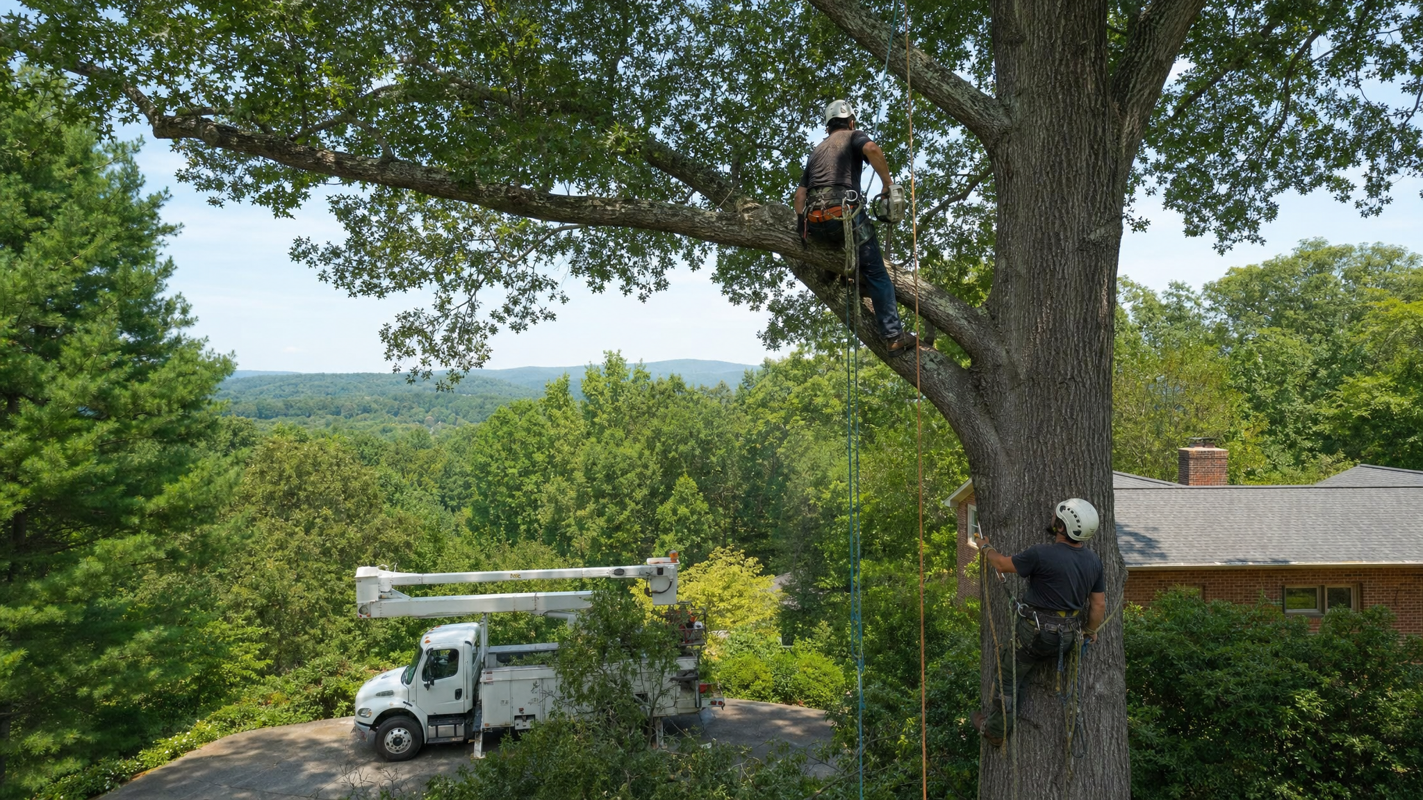 Arborists assessing a large oak tree in North Carolina