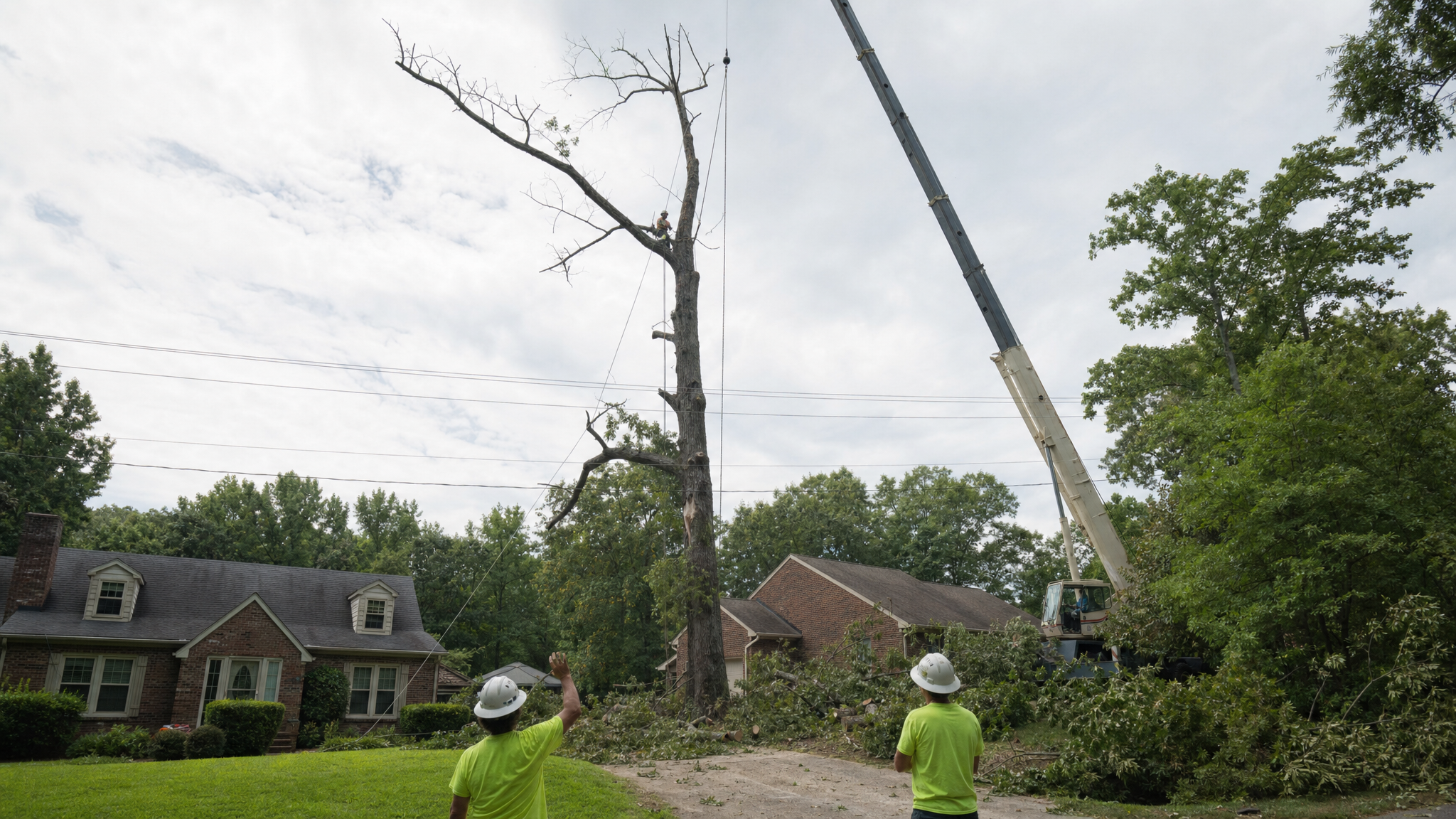 Crane-assisted tree removal of a large tree